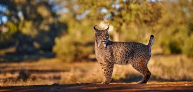 تفسير الأحلام: الوشق والذئب والدب - تفسيرات شاملة