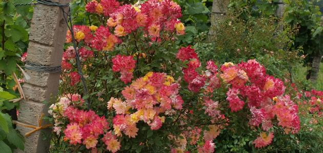 خطوات أساسية لزراعة الورد بنجاح