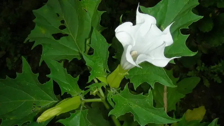 كيفية استخدام نبات العشر بأمان؟