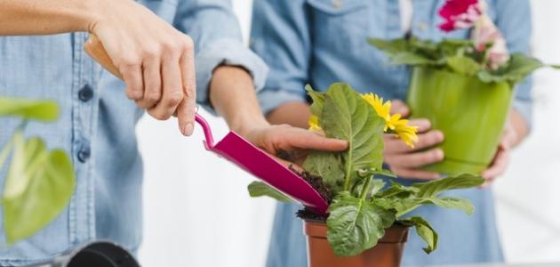 الزراعة المنزلية: استثمر وقتك في زراعة غذائك الصحي