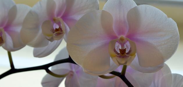 زهرة الأوركيد: اكتشف الأنواع النادرة والفريدة