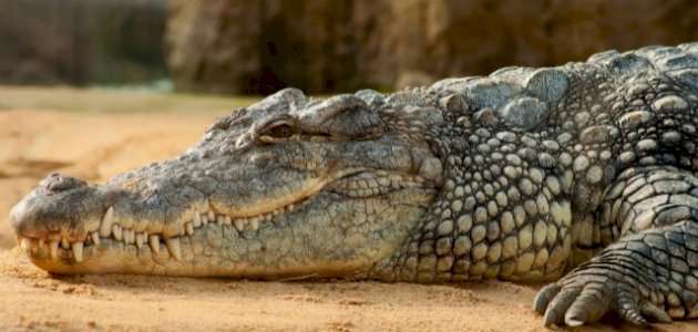 من هو العدو؟ تفسير الأحلام لرؤية التمساح يكشف لك