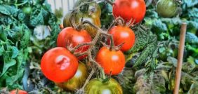 زراعة الطماطم: الأنواع المناسبة للمناخ السعودي