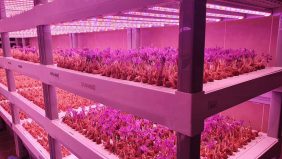 الزراعة العمودية في السعودية: نموذج للتنمية الزراعية الحديثة