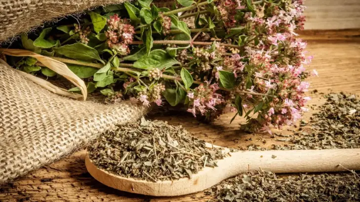 الأوريجانو: مضاد طبيعي للميكروبات والالتهابات