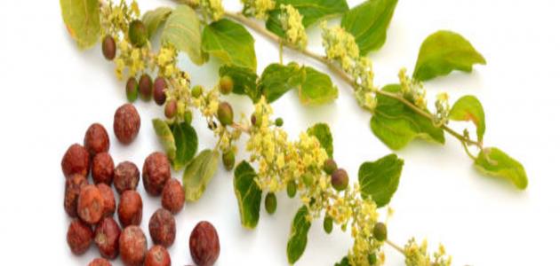 النبق في المنام: دليل شامل لتفسير الأحلام