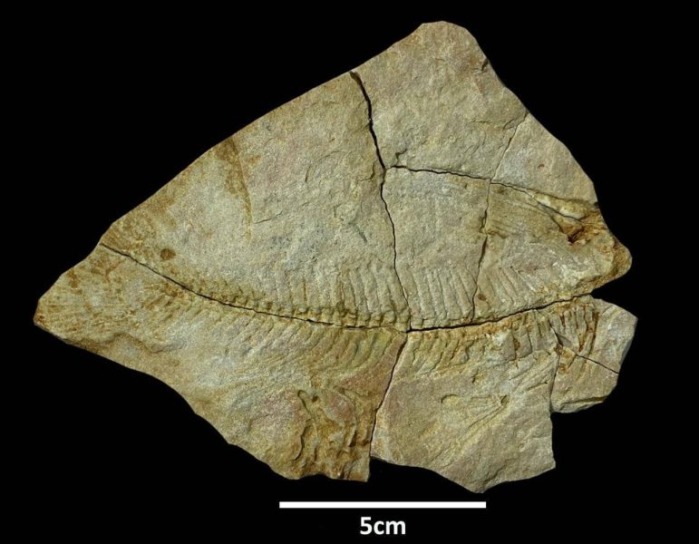 اكتشاف كائنات بحرية: نظرة على علم الأحياء البحرية وأهميته