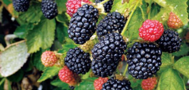 اكتشف فوائد زراعة التوت لصحة أفضل