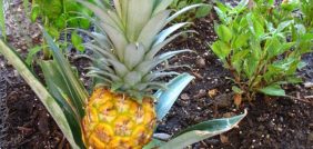 تعرف على فوائد الأناناس وكيفية زراعته في المنزل بسهولة