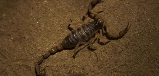 اعرف أكثر عن تفسير الأحلام: العقرب والعنكبوت والأفعى في المنام