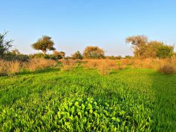 روضة نورة: اكتشف الحياة البرية في ثادق