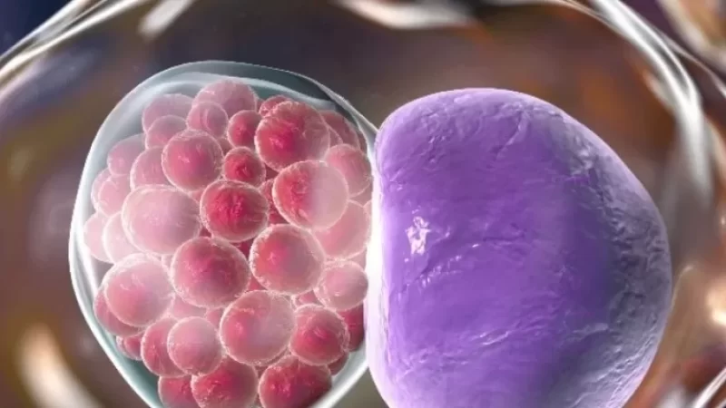 الكلاميديا: دليل كامل للفهم والوقاية