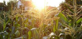 زراعة الذرة: من اختيار التربة إلى جني الأرباح