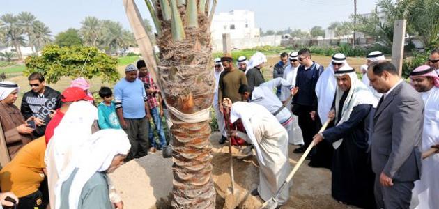 دليل مُفصل: زراعة النخيل من الألف إلى الياء