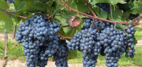 دليل العناية بالعنب: من الزراعة إلى الحصاد