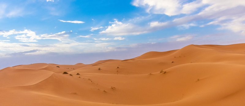 أسرار محمية نفود العريق: النباتات والحيوانات