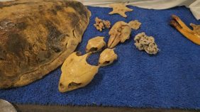 الشرقية: هيكل عظمي لحوت البالين نجم مهرجان الروبيان