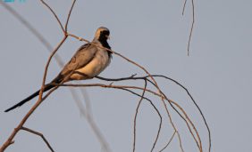 اليمام طويل الذيل: كيف ازدهر في منطقة الحدود الشمالية