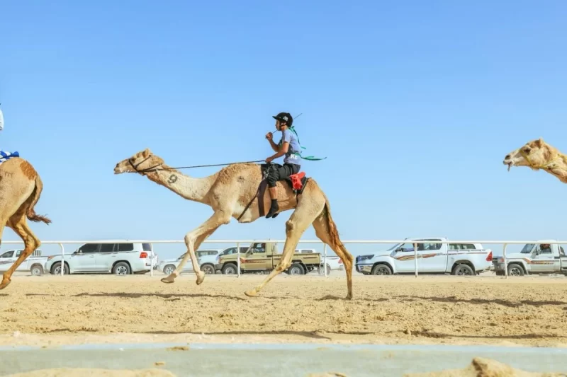 كل ما تود معرفته عن: سباقات الهجن في السعودية