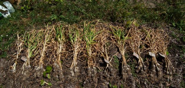 دليلك لزراعة الثوم بنجاح