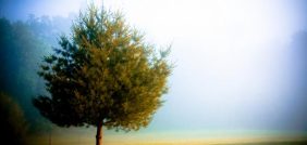 أهمية الأشجار: مساهمتها في تعزيز الاسترخاء والصحة النفسية