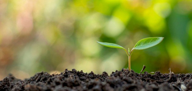 كيفية زراعة البامية: مشاكل وحلول