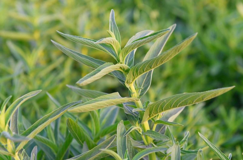 زراعة الحبق في السعودية: دليل المزارع والمهتم