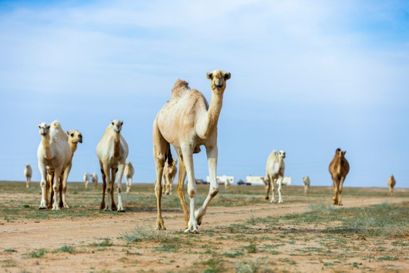 عام الإبل 2024: مستقبل الإبل في ظل رؤية المملكة 2030