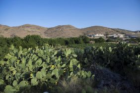 التين الشوكي: قصة نجاح في مواجهة تحديات المناخ بالسعودية