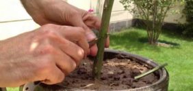 تطعيم الأشجار: مستقبل الزراعة المستدامة بين يديك