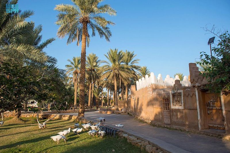 القصيم تجمع بين الأصالة والحداثة في السياحة الريفية