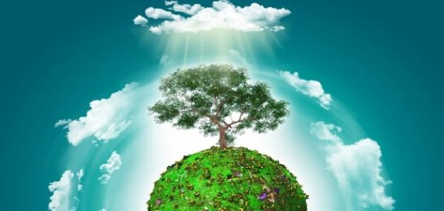 التشجير: أساس التنمية البيئية