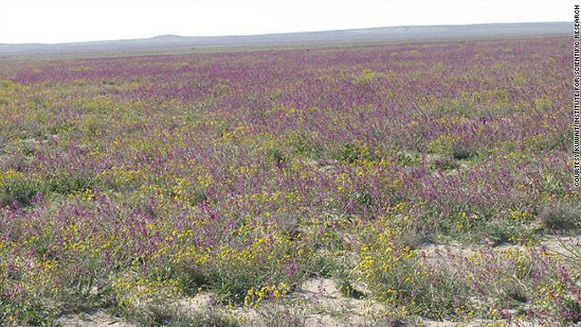 المحميات الطبيعية في الكويت: حماية الحياة البرية والتنوع النباتي