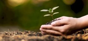 سماد السكر: طريقة مبتكرة لزراعة عضوية ناجحة