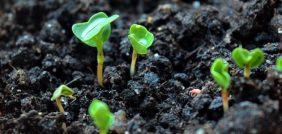 فطريات التربة: مستقبل الزراعة يبدأ من تحت الأرض