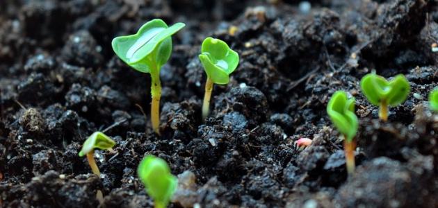 فطريات التربة: مستقبل الزراعة يبدأ من تحت الأرض