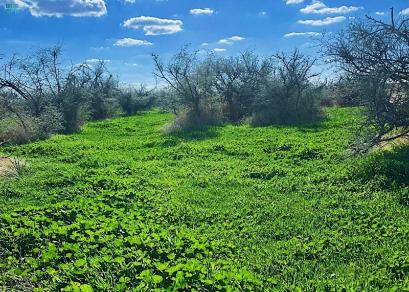 روضة زعبية: تجربة فريدة لعشاق البر والهدوء