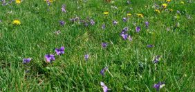 أهمية النباتات: حماية مستقبل كوكبنا يبدأ بها