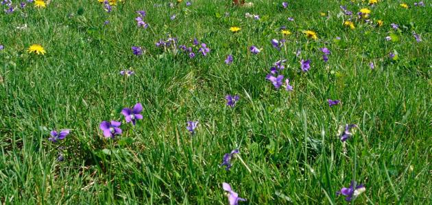 أهمية النباتات: حماية مستقبل كوكبنا يبدأ بها