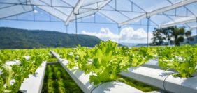 الزراعة المائية: مستقبل واعد لإنتاج الغذاء في البيئات الصعبة