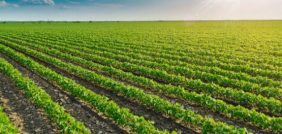 التنمية الزراعية الشاملة وأثرها على أهمية الزراعة