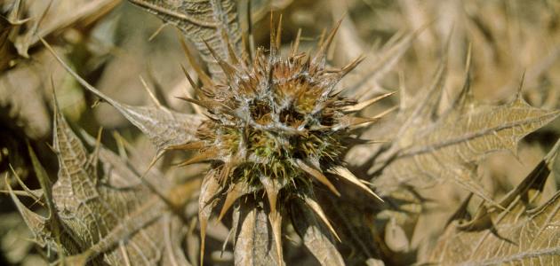 نبات العكوب: نظرة علمية وتاريخية