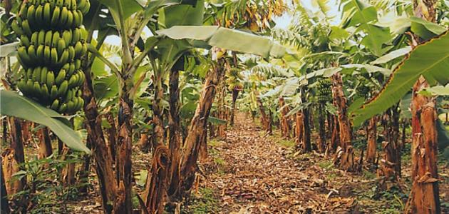 زراعة الموز: نصائح ذهبية للحصول على ثمار عالية الجودة