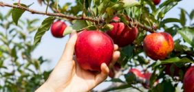 تفسير الأحلام: هل قطف الثمار في المنام فأل خير؟