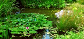 كل شيء عن آلية تنفس النباتات المائية: دليل مفصل