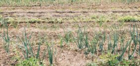 أفضل الممارسات لزراعة البصل في المملكة العربية السعودية