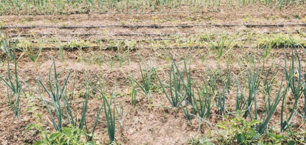 أفضل الممارسات لزراعة البصل في المملكة العربية السعودية
