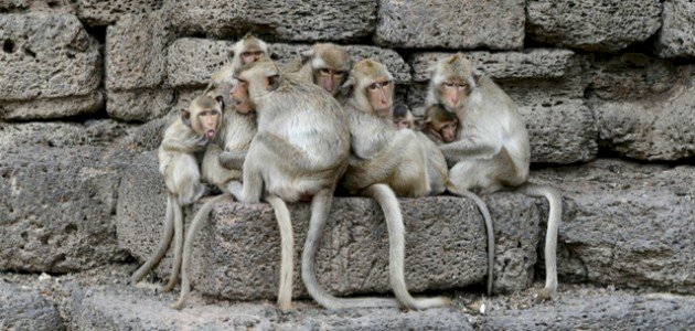 تفسير الأحلام: مقاتلة القرود في المنام.. هل هي فأل خير؟