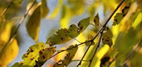 مكافحة الإجهاد الحراري: تقنيات وأساليب لحماية الزراعة السعودية