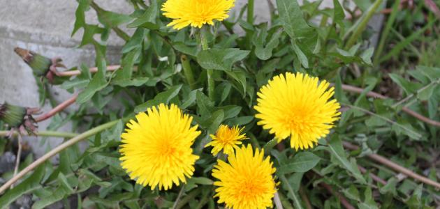 نبتة الشيكوريا: الفوائد والاستخدامات في الطب البديل